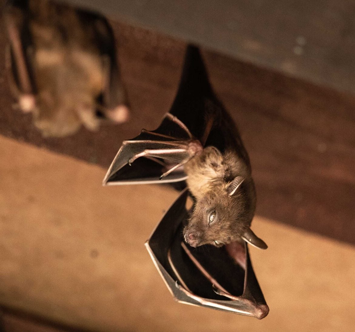 Wildlife-Bats in Durham